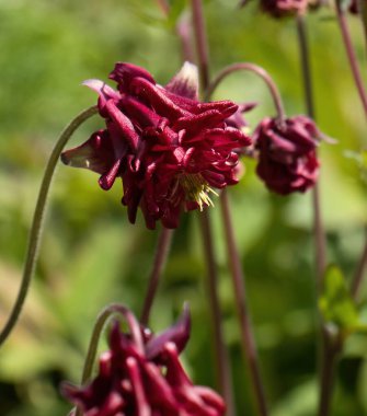 Weinheim, Almanya 'da Hermannshof Gardens' da bir bahar günü kırmızı sütunçiçekleri.