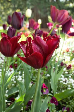 Red tulips growing in the Hermannshof Gardens in Weinheim, Germany on a spring day. clipart