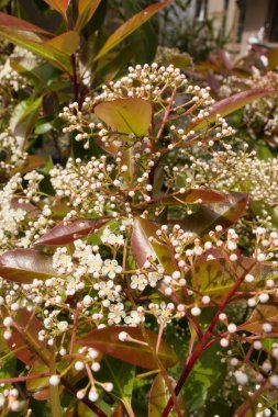 Weinheim, Almanya 'nın Altstadt şehrinde yetişen Redtip Photinia.