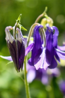 Mor Columbine 'da güneş Weinheim, Almanya' daki Hermannshof Gardens 'da bir bahar günü parlıyor..