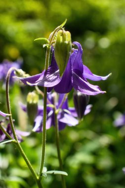 Mor Kolombine, Weinheim, Almanya 'daki Hermannshof Gardens' ta güneşli bir bahar gününde..