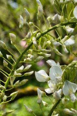 White Wisteria, Almanya 'nın Weinheim kentindeki Hermannshof Gardens' ta bir bahar günü..