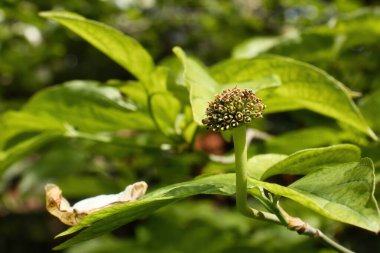 Weinheim, Almanya 'daki Hermannshof Gardens' ta bir bahar günü yeşil bitki yetiştiriliyor..