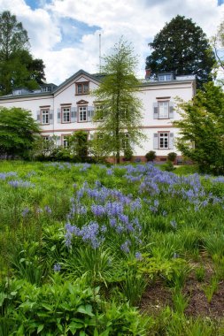 Weinheim, Almanya 'daki Hermannshof Gardens' ta beyaz bir binanın önünde büyüyen mor çiçekler..