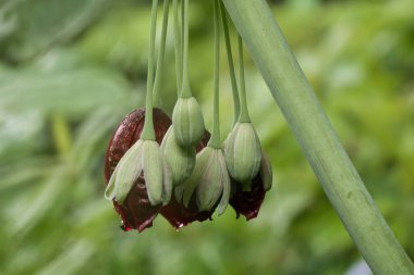 Podophyllum pleianthum, Chinese mayapple, growing in the Hermannshof Gardens in Weinheim, Germany. clipart