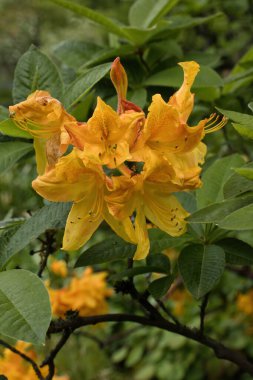 Weinheim, Almanya 'daki Hermannshof Bahçeleri' nde yeşil yapraklarla çevrili turuncu Rododendron..