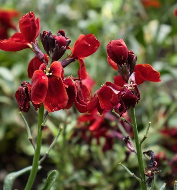 Red Wallflower, Erysimum cheiri, Weinheim, Almanya 'daki Hermannshof Gardens' da.