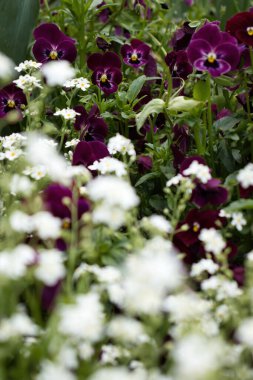 Weinheim, Almanya 'daki Hermannshof Bahçeleri' nde mor hanım evlatlarının önünde küçük beyaz çiçekler..