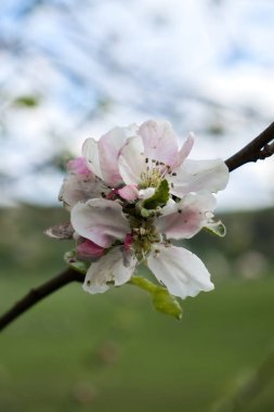 Apple blossom on a tree in the Hermannshof Gardens in Weinheim, Germany. clipart