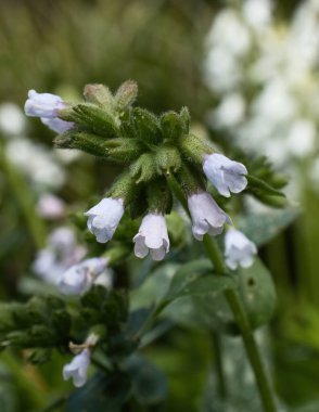 Phacelia sericea, Almanya 'nın Weinheim kentindeki Hermannshof Gardens' da..