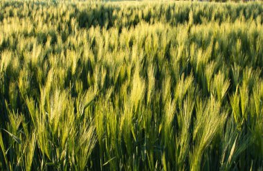 Almanya 'da Potzbach yakınlarında güneşli bir bahar gününde bir tarlada altın buğday.