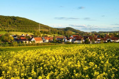 Almanya 'nın Lohnsfeld şehrinde güneş parlıyor ve bir bahar akşamında çiçek açan kolza tohumu tarlası.