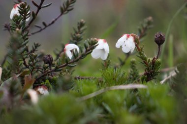 Cassiope flowers at the Independence Mine State Historical Park on a summer day in Alaska. clipart