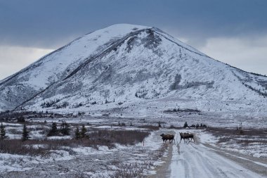 Donnelly Kubbesi 'nin önünden geçen geyik. Delta Kavşağı, Alaska yakınlarında bir kış günü..