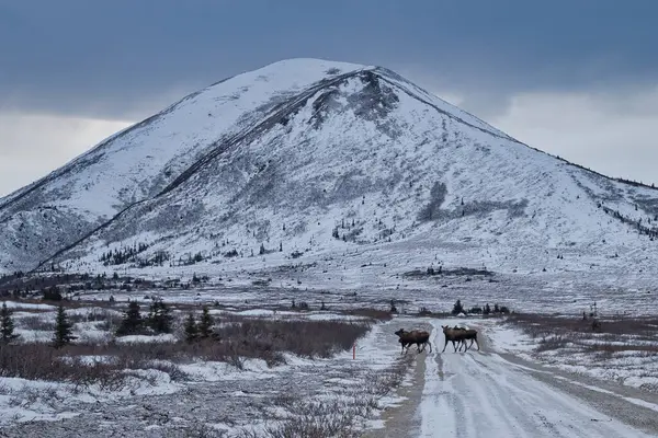 stock image Moose crossing the road in front of Donnelly Dome on a winter day near Delta Junction, Alaska.