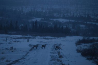 Karanlık, sisli bir kış öğleden sonrasında Alaska 'da, Delta Junction yakınlarında ren geyiği yolda yürüyor..