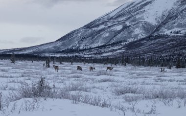 Caribou standing in snow at the base of a hill on a winter afternoon near Delta Junction,  Alaska. clipart