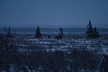 Delta Junction, Alaska yakınlarındaki karanlık, sisli bir kış öğleden sonra üç geyik tarlasında.