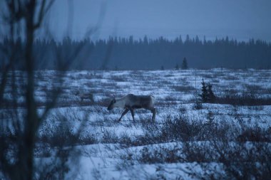 Delta Junction, Alaska yakınlarında sisli bir kış öğleden sonra, karda yürüyen ren geyiği ve çalılar..