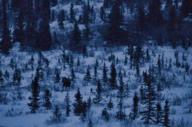 Karanlık bir kış öğleden sonra, Alaska 'da, Delta Kavşağı yakınlarında, karların ve ağaçların üzerinde yürüyen geyik..