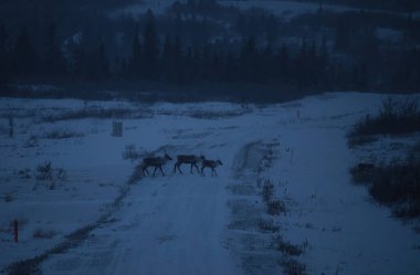 Delta Junction, Alaska yakınlarında, karanlık bir kış öğleden sonrasında üç ren geyiği bir kar katmanıyla yolda yürüyor..