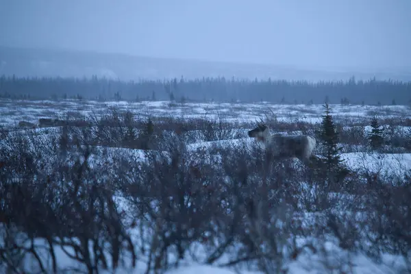 stock image One reindeer standing in brush on a foggy winter afternoon in Alaska.