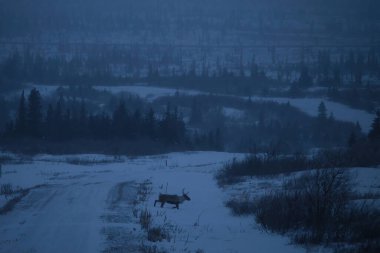 Karanlık, sisli bir öğleden sonra Alaska 'da derin bir karda yürüyen ren geyiği..