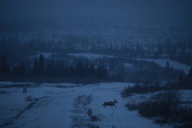 Alaska 'da sisli, karanlık bir günde, derin bir yolun kenarında yürüyen ren geyiği..