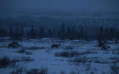 Alaska 'da sisli bir kış gününde karlı bir tarlada yürüyen üç ren geyiği..