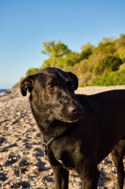 Black Labrador Retriever, Almanya 'nın Rerik kentinde bir bahar akşamında Baltık Denizi' nde bir plajda duruyor..