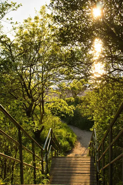 stock image Stairs surrounded by trees leading to a beach at the Baltic Sea in northern Germany  on a sunny spring evening.