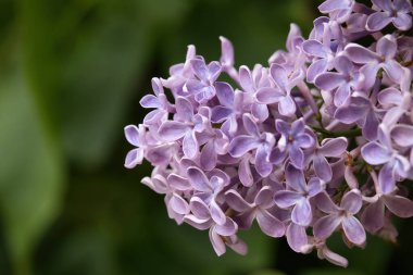Almanya 'nın Rerik kentinde bir bahar gününde yeşil yapraklara karşı mor leylaklar.