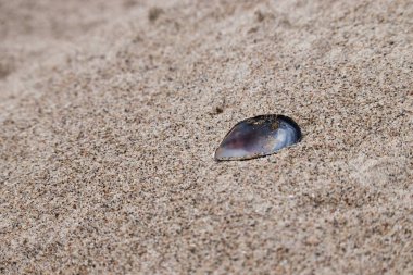 Kuzey Almanya 'da bir bahar günü Baltık Denizi' nde kumsalda kara bir deniz kabuğu..