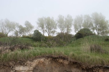 Kuzey Almanya 'da bir bahar günü Baltık Denizi' nde kayalarla kaplı kumsalın üzerindeki sisli bir tepede ağaçlar..