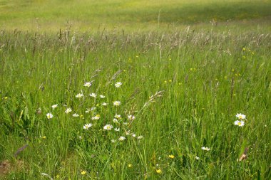 Almanya 'nın Potzbach kenti yakınlarındaki güneşli bir bahar gününde bir tarlada yetişen yabani beyaz papatya çiçekleri..