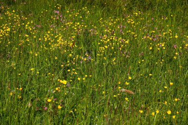 Almanya 'nın Potzbach yakınlarındaki bir bahar gününde küçük sarı çiçekler bir tarlada yetişiyor..
