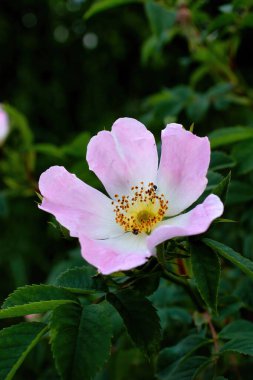 Almanya 'nın Potzbach kentinde bir bahar günü pembe ve beyaz bir köpeğin üzerindeki küçük siyah böcek..