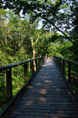 Almanya 'nın Saarschleife kentindeki ahşap köprünün etrafındaki yeşil ağaçların üzerinde güneş parlıyor..