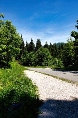 Almanya 'nın Bavyera kentindeki Kartal Yuvası' nın altındaki yeşil ağaçların arasından geçen yol güneşli bir bahar günüydü..