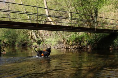 Almanya 'da bir bahar günü Burg Pyrmont yakınlarında bir köprünün altındaki bir nehirde duran siyah köpek..