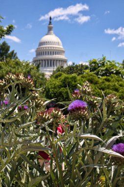 Washington DC, United States - June 10, 2024: National Capital behind flowers and plants in the United States Botanic Garden. clipart