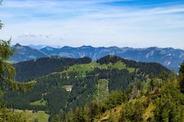 Bavyera Alpleri 'ndeki bir tepenin üzerinde yeşil açgözlülük ve çimenler Kartal Yuvası yakınlarında bir bahar günü Almanya' da.