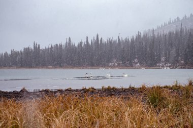 Kanada 'da Alaska Kanada Otobanı boyunca soğuk, karlı bir sonbahar gününde gölde beyaz kuğular..