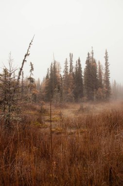 Kanada 'da bir sonbahar gününde Liard Kaplıcalarında buhar ve ağaçlar.