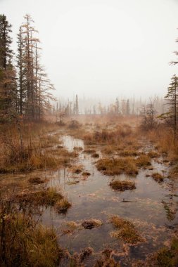 Plants around the hot water on a foggy autumn day at Liard River Hot Springs  in Canada. clipart