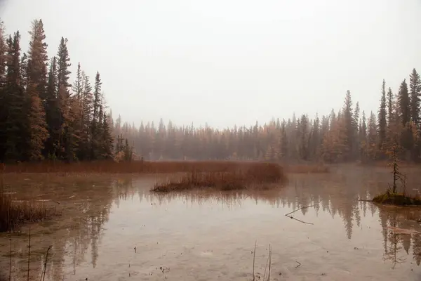 Kanada 'da bir sonbahar günü, Liard River Kaplıcaları' nın yanında ağaçlar ve su..