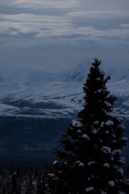 Delta Kavşağı, Alaska yakınlarındaki bir sonbahar öğleden sonrasında arka planda karlı dağların üzerinde bulutlu uzun bir ağaç..