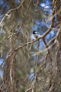 Alaska 'da bir bahar günü Anchorage hayvanat bahçesinde bir ağaç dalında tavuk..