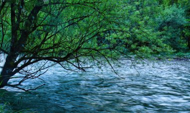 River flowing under green tree on a spring evening in Bluntautal Valley, Austria. clipart