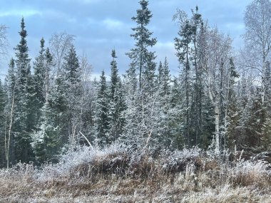 Snow covering trees on a cloudy autumn day on the Alaska Highway near Tok, Alaska.  clipart